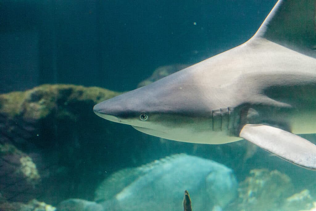 Blacknose shark swimming across coral reefs