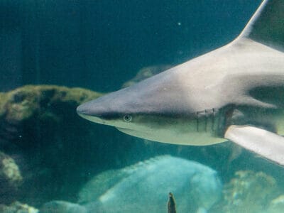 A Blacknose Shark