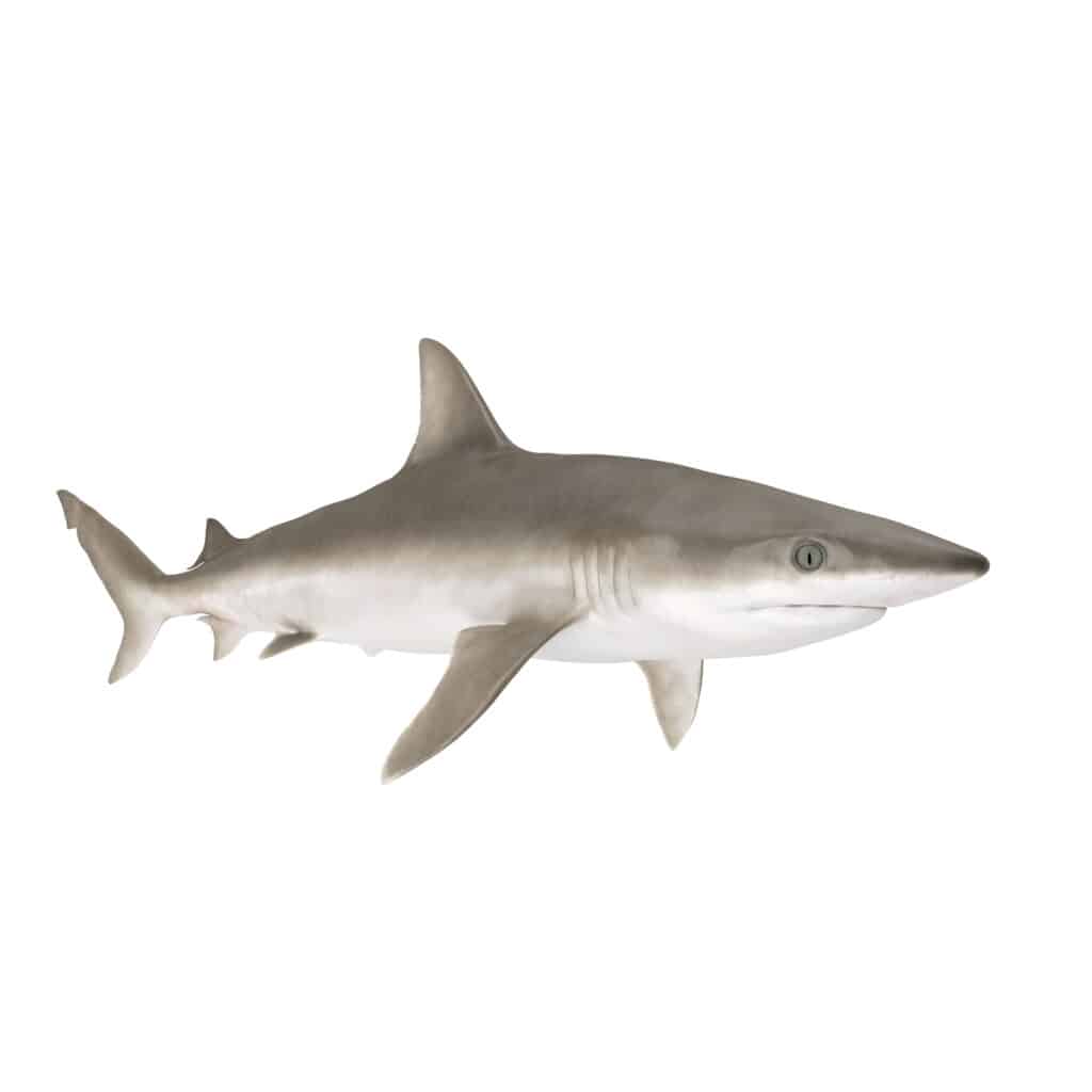 blacknose shark