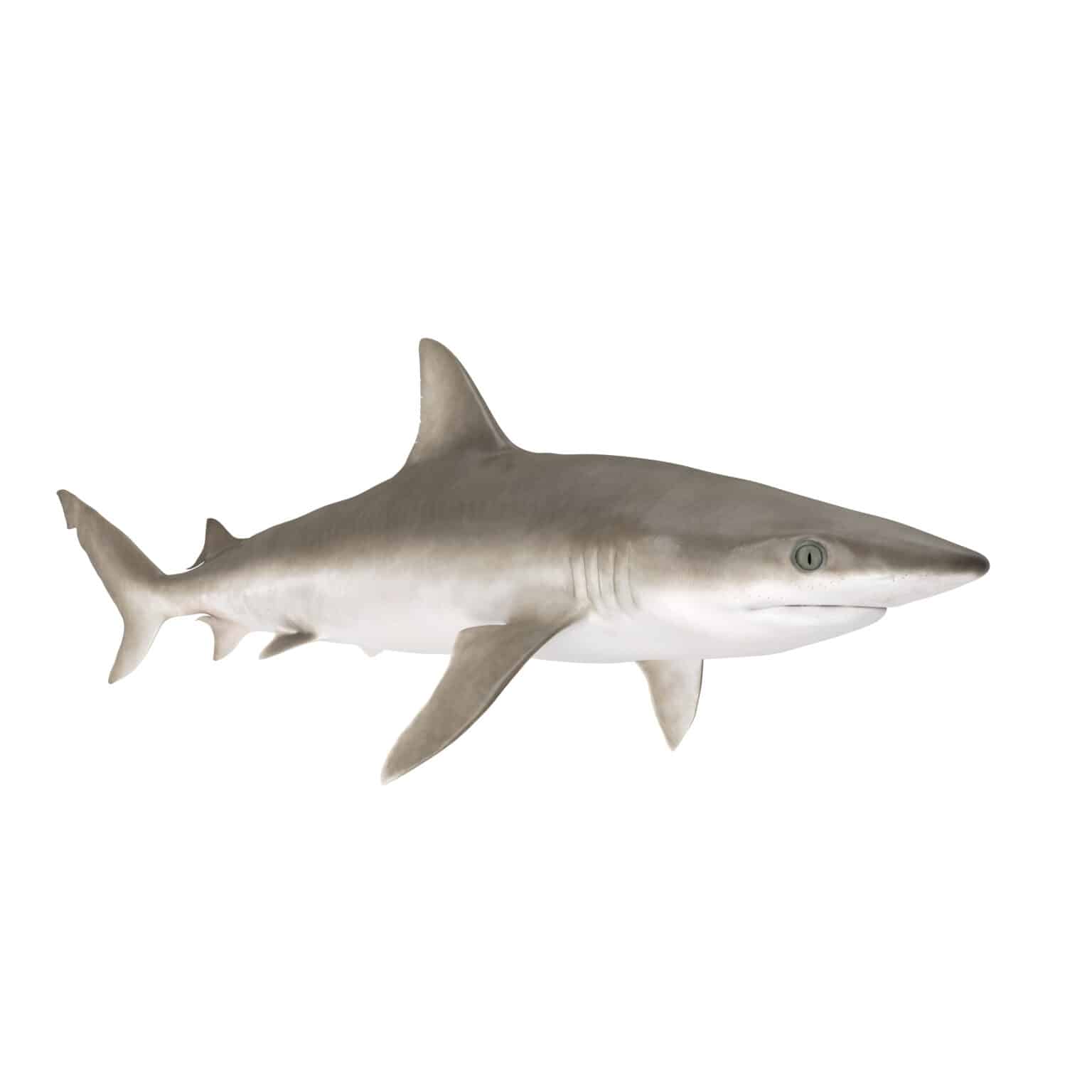 Blacknose Shark - A-Z Animals