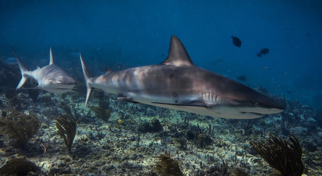 Two Blacknose sharks swimming close to the ocean floor.