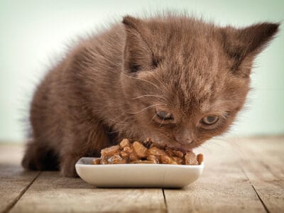 A The Best Blue Buffalo Wet Cat Food for 2022: What You Need to Know