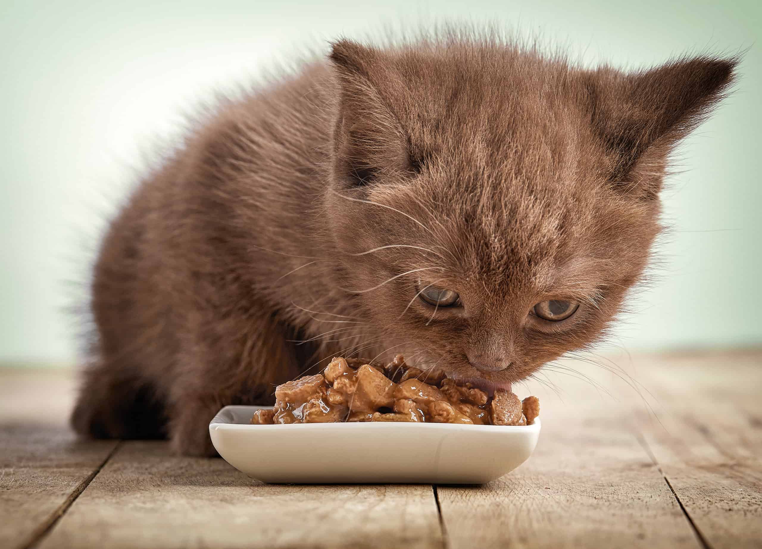 The 4 Best Blue Buffalo Kitten Foods
