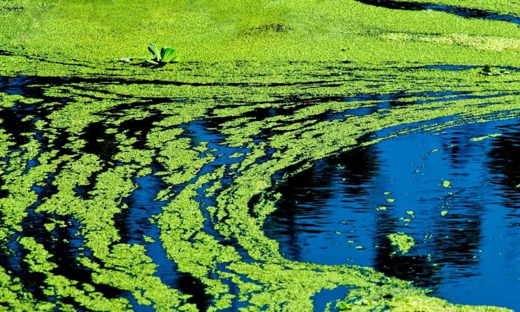 bright green algae covering the surface of a pond