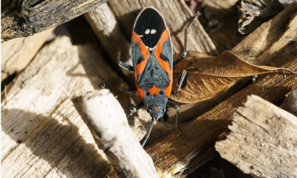 boxelder-bug-beetle-picture-id922748998