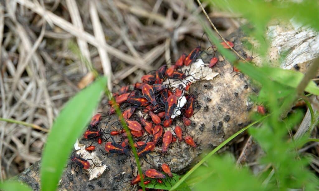 are box elder bugs poisonous to dogs if eaten