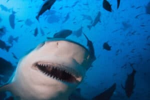 Australian Kayaker Hauls in A Shark… That’s Been Eaten By A Shark Picture