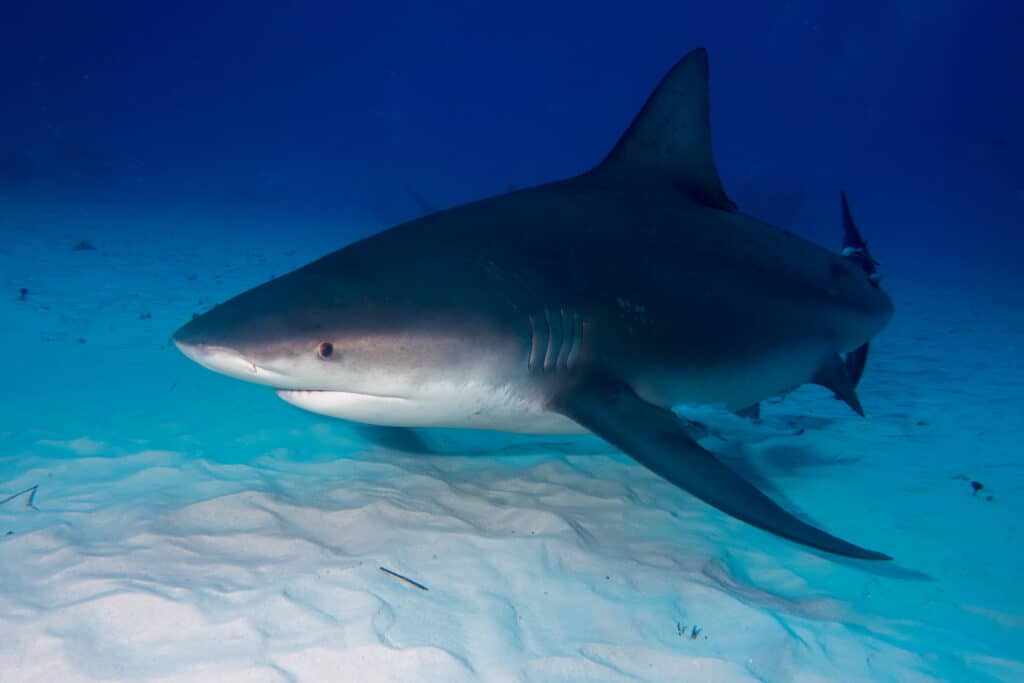 Bull sharks have large, robust bodies.