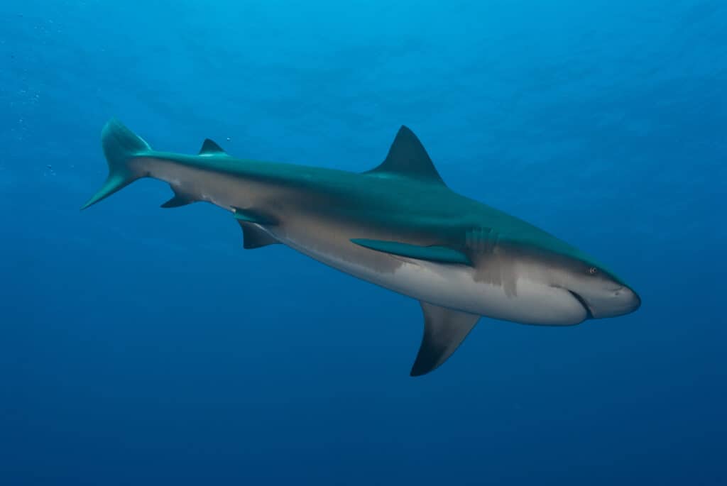 Bull shark swimming in ocean