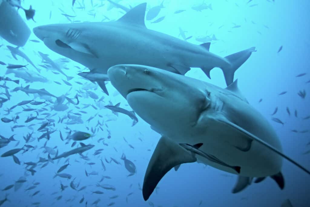 bull sharks