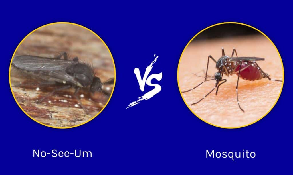 No See Ums vs Mosquito: Key Differences Explained - A-Z Animals