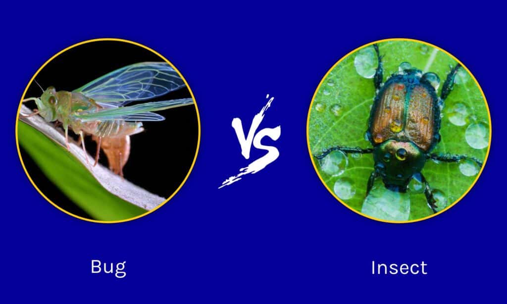 Bugs vs Insects: What Are the Differences? - A-Z Animals