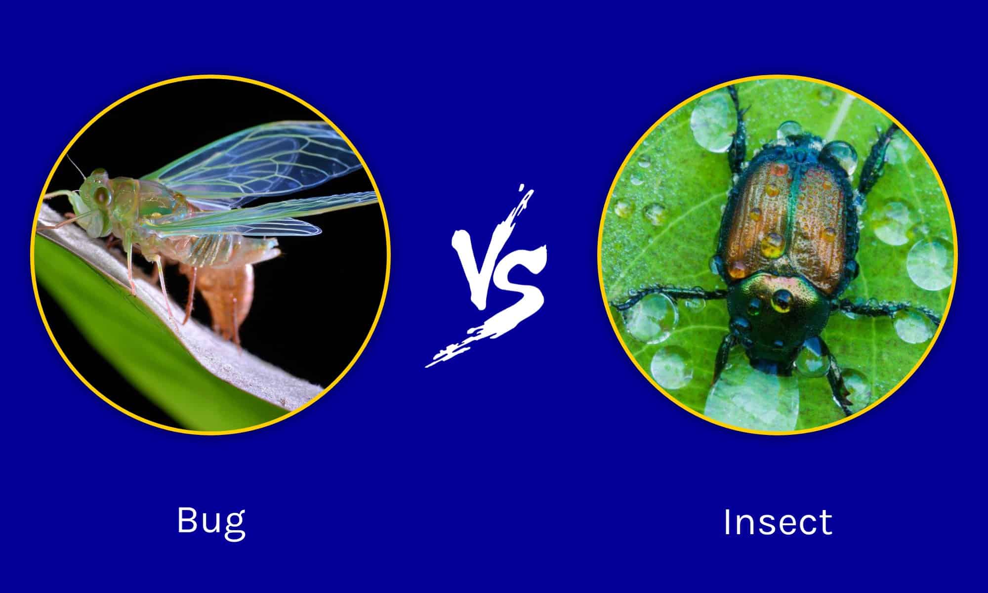 Bugs Vs Insects What Are The Differences W3schools 2156