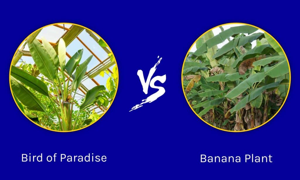 Bird of Paradise vs Banana Plant
