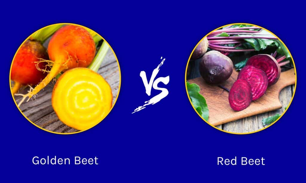 Golden Beet vs Red Beet