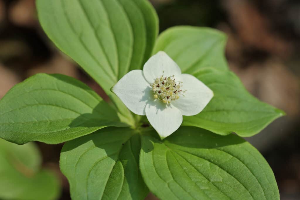 canadian bunchberry