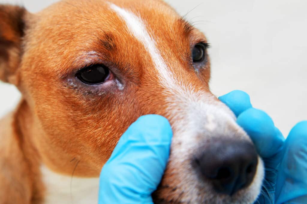 can humans get conjunctivitis from dogs