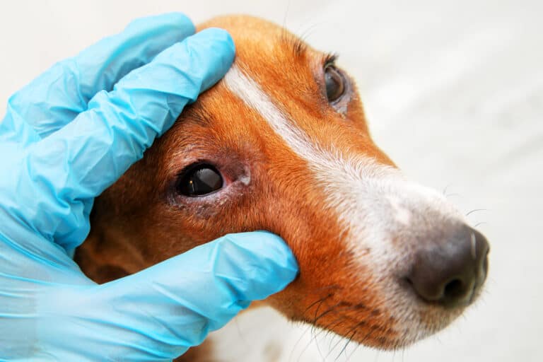 dog being examined for canine conjunctivitis