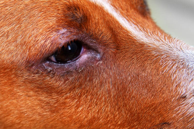 canine conjunctivitis