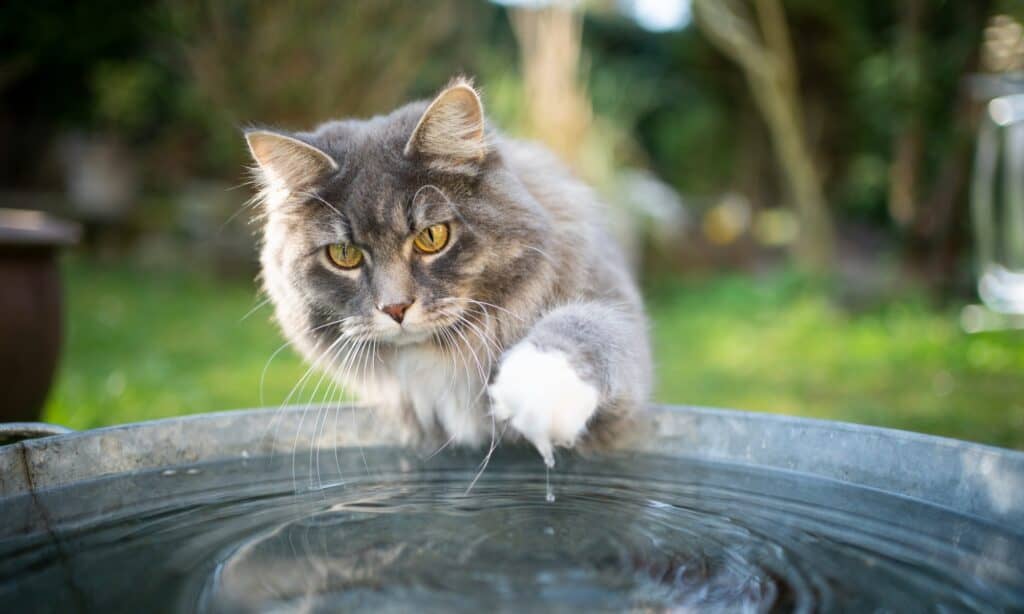 cat-water-picture-id1219577991