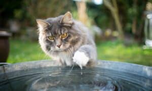 Yes, Cats Can Swim! But Should They? Picture