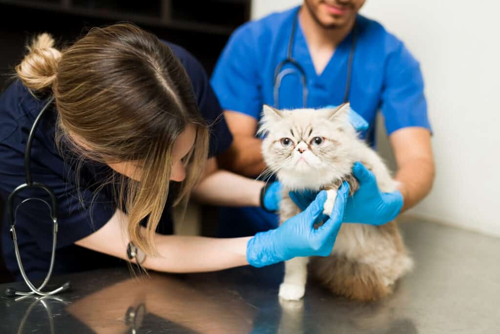 cat at the vet being examined