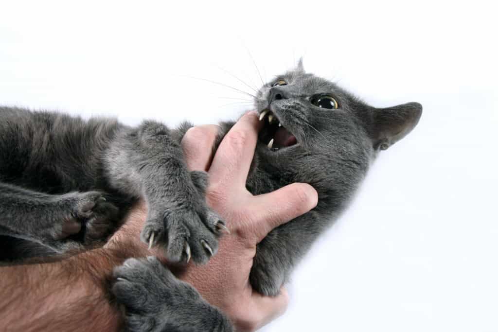 cat biting