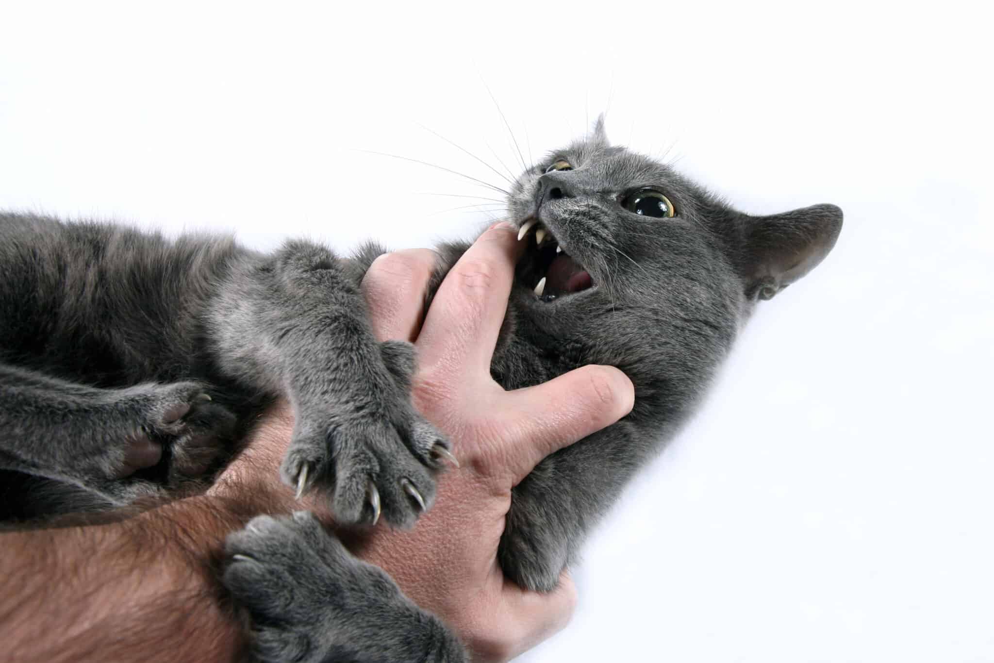 Киса руки. Кот вцепился когтями. Кусачая кошка. Кошка царапается. Кот вцепился в руку.