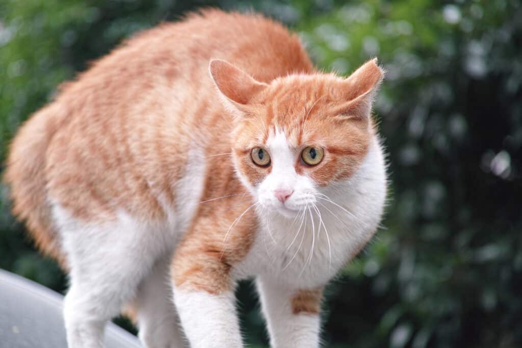 cat that is anxious or stressed