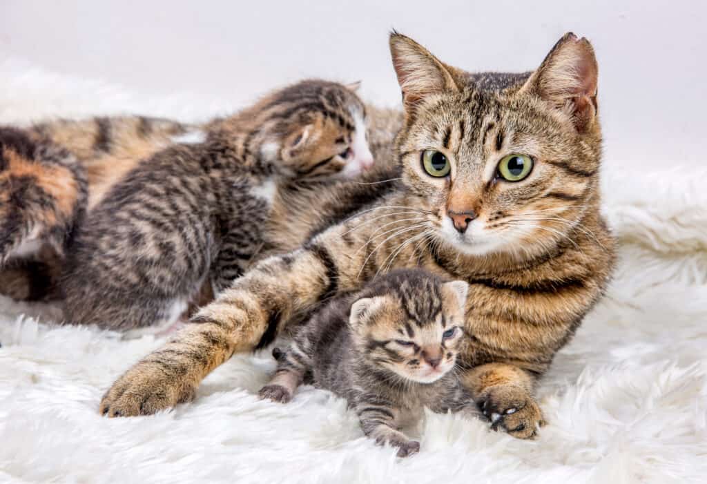 Cat Mating and Reproduction: Exploring Feline Reproductive