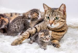 What Is a Group of Kittens Called? Picture