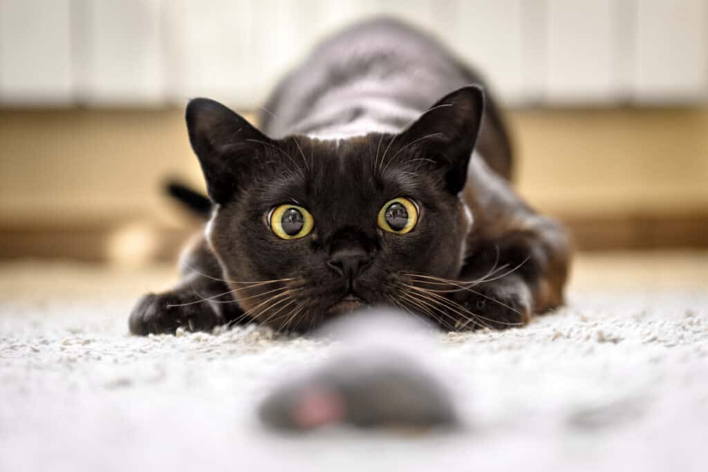 cat staring intently at toy