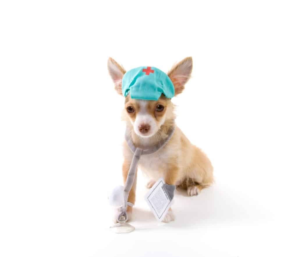 chihuahua in medical garb