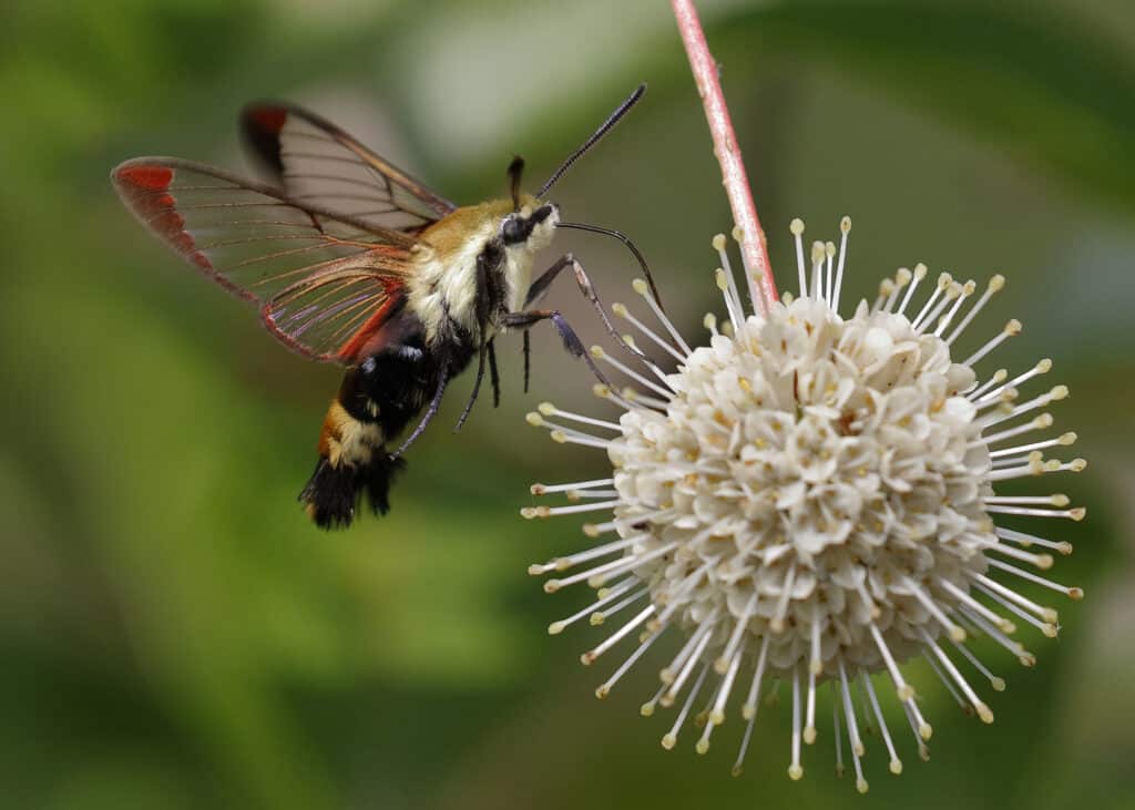 clearwing borer