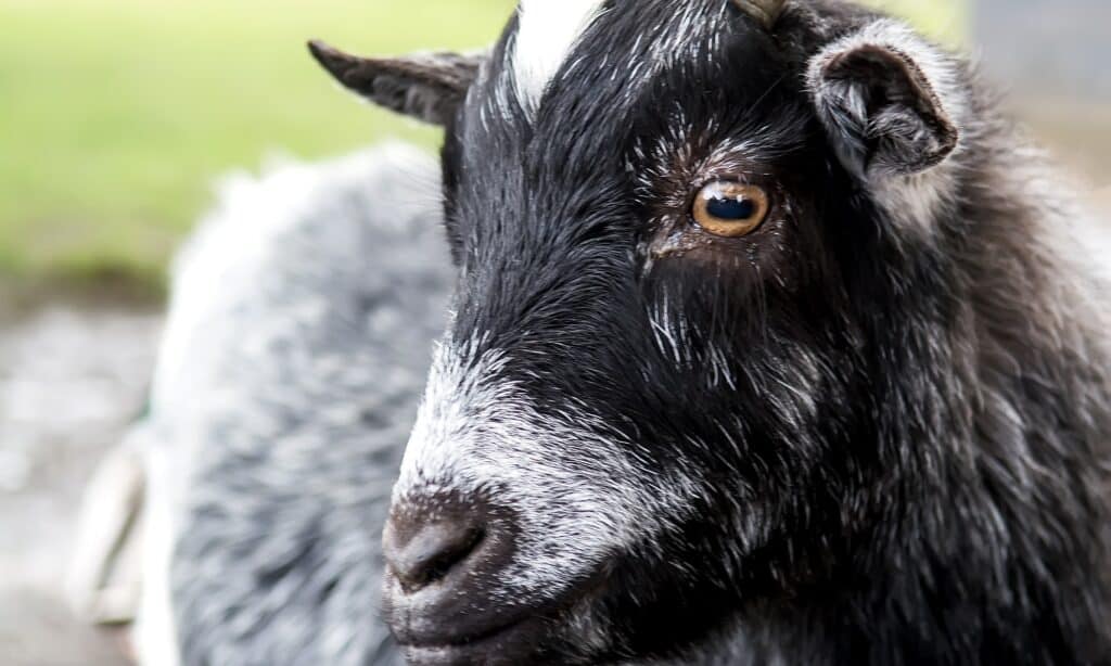 Close up picture of goat - id986536330