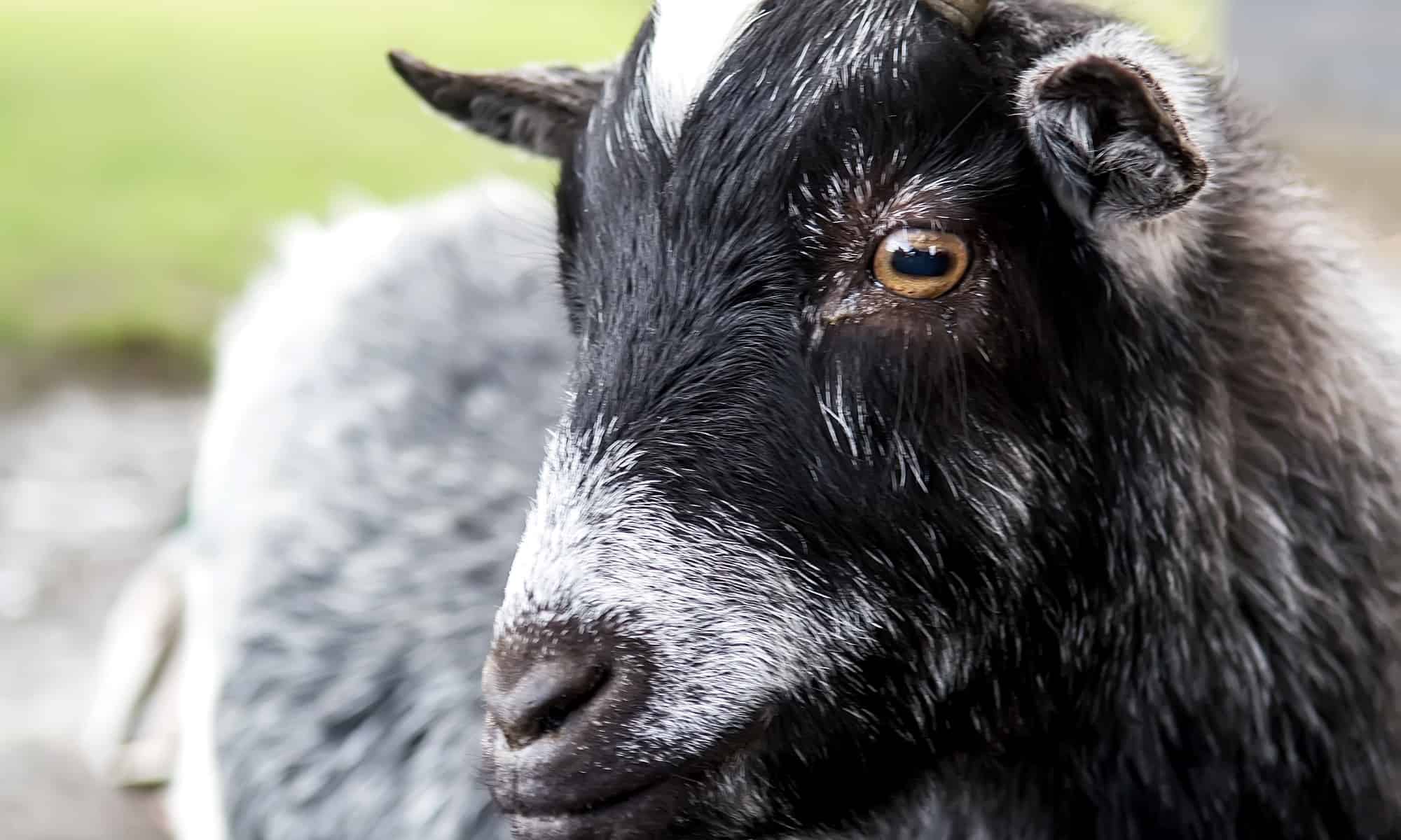 What Sound Does a Goat Make, and Why? - AZ Animals