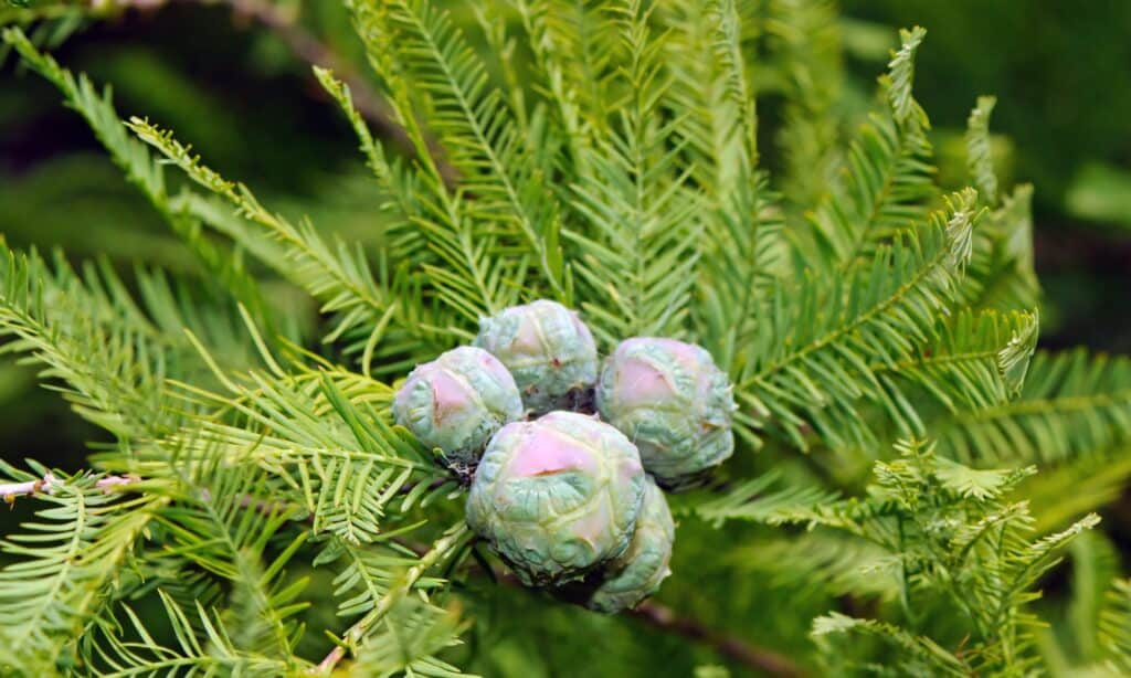 Bald cypress cones