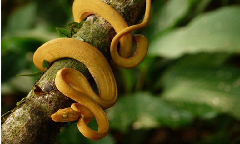 Yellow color phase Amazon tree boa on branch