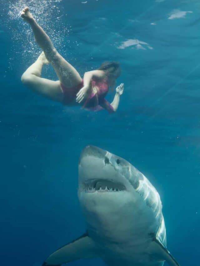 Woman escape shark