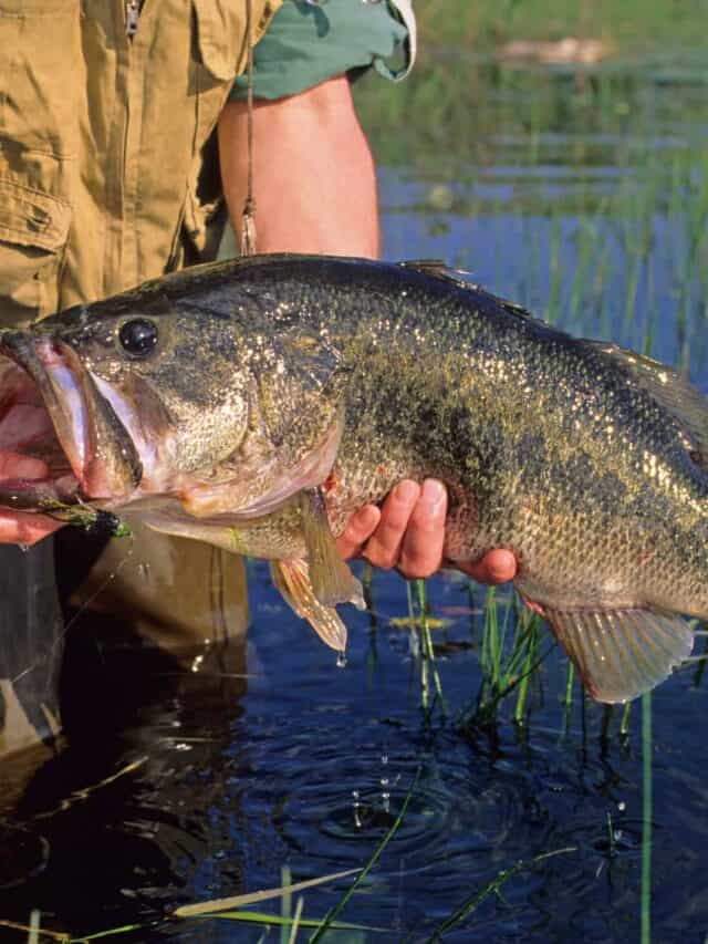 Trophy Largemouth Bass