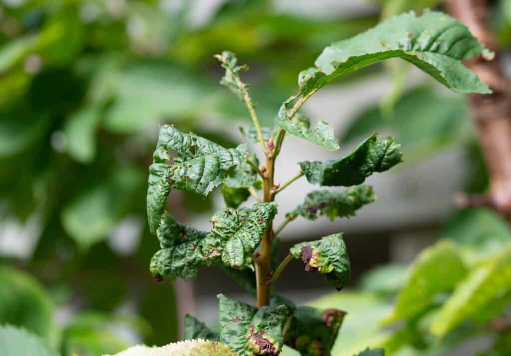 curled leaves