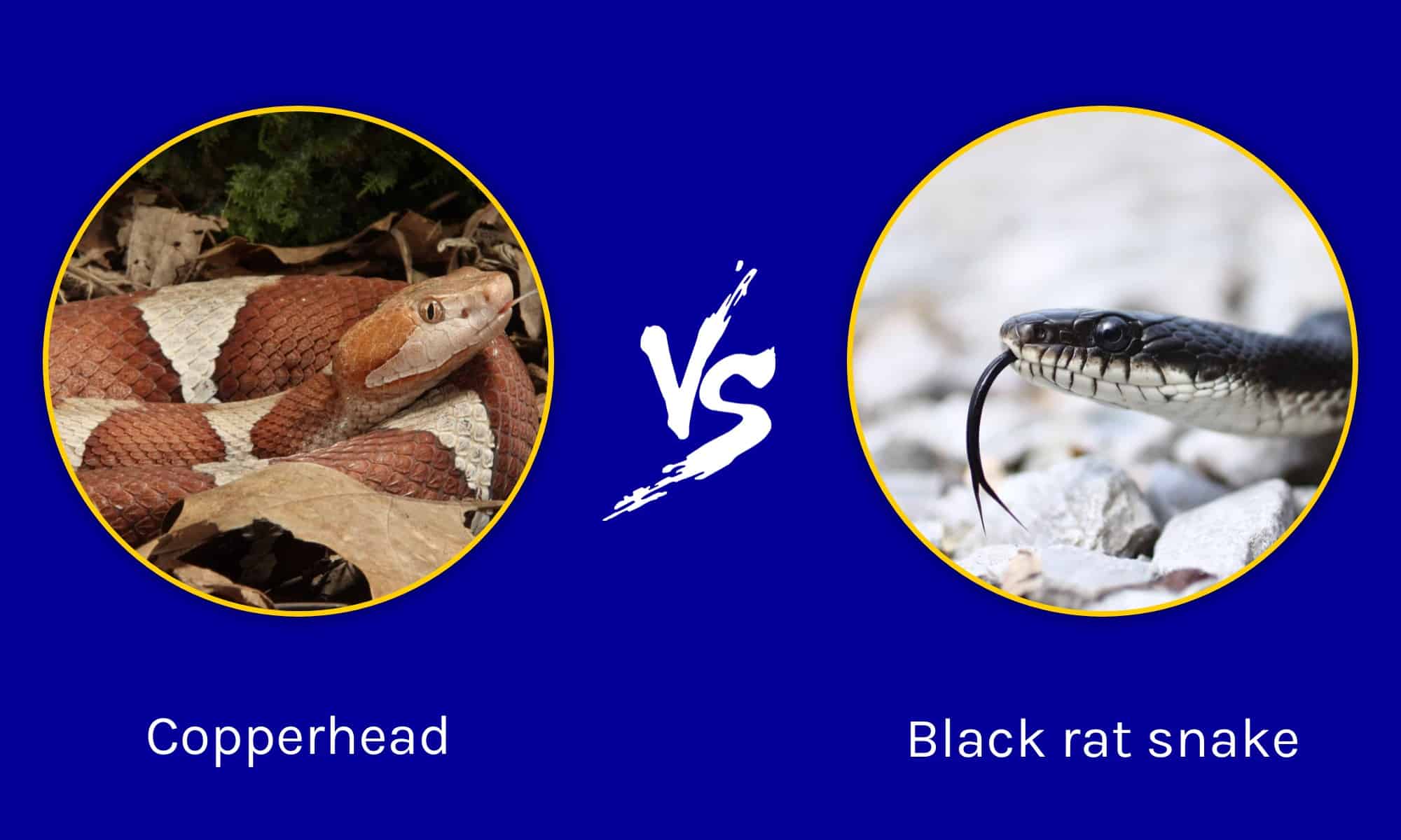 Copperhead Vs Black Rat Snake: What Are The Differences? - Wiki Point