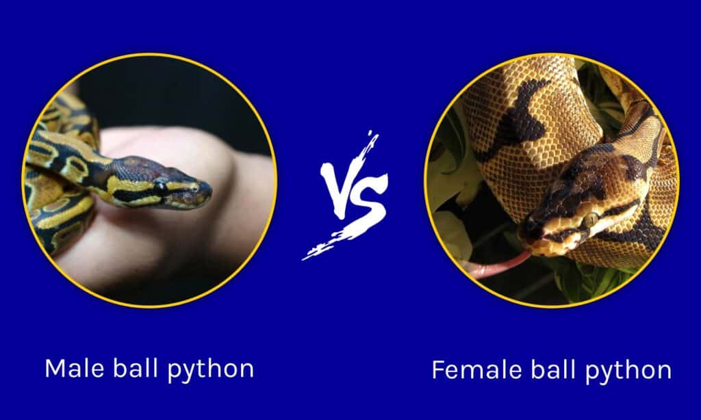 Male Vs Female Snake Tail Ball Python