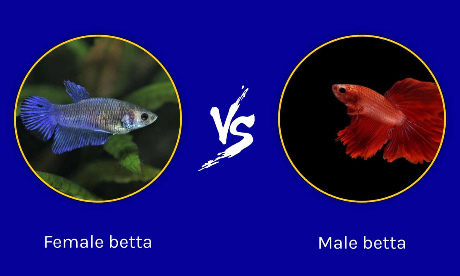 Male vs Female Betta What are the Differences? AZ Animals