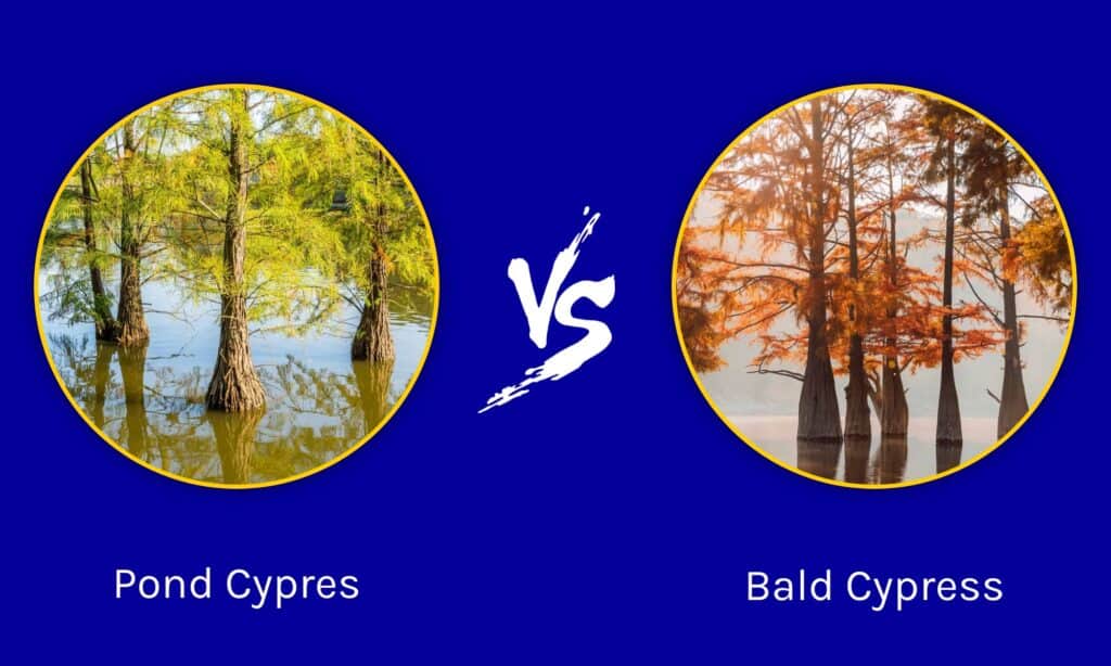 Pond Cypres vs Bald Cypress