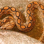 Russell's viper