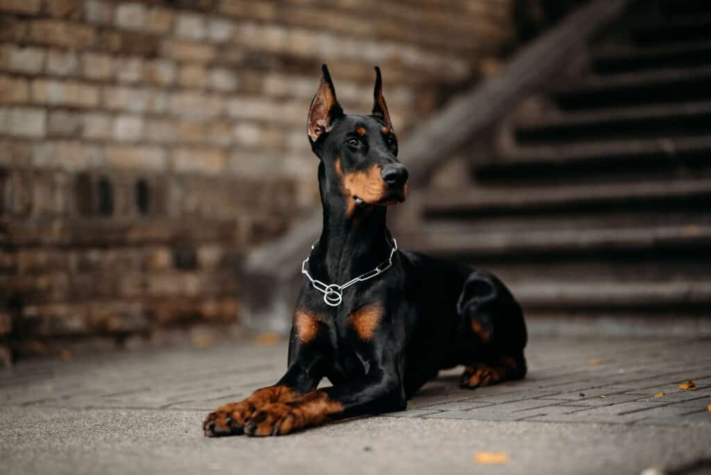 The most common color of Dobermans is black and rust.