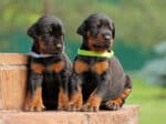 Doberman Pinscher Progression: Growth Chart, Milestones, and Training