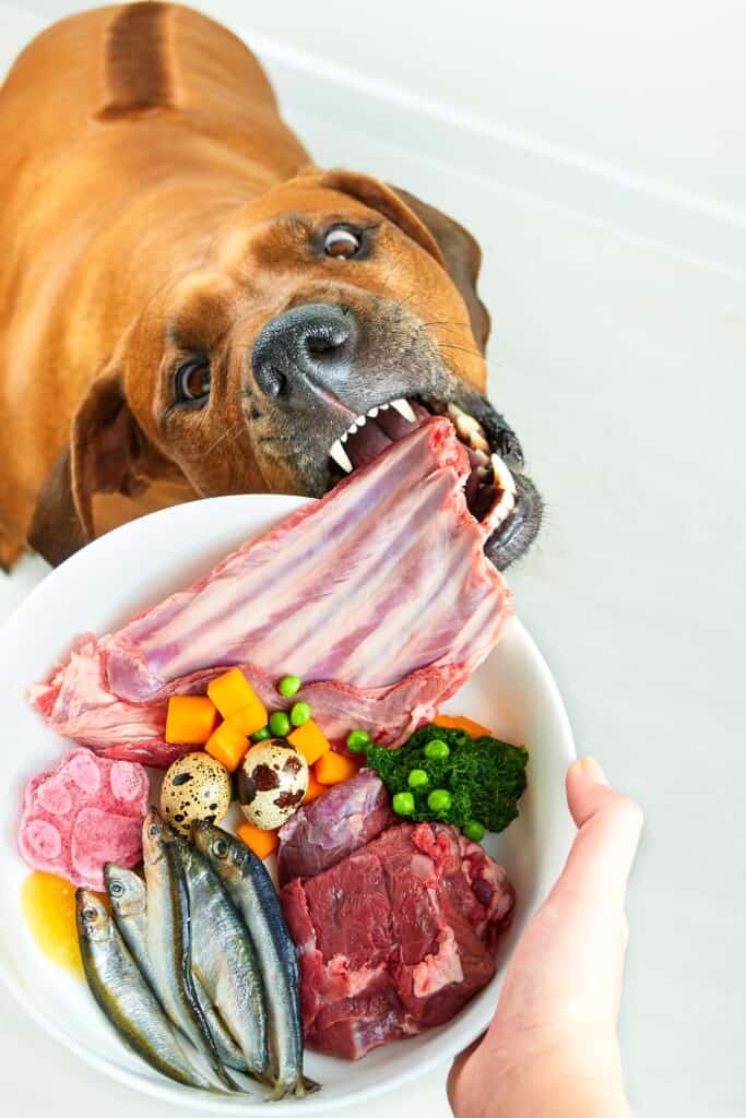 dog being fed organic diet