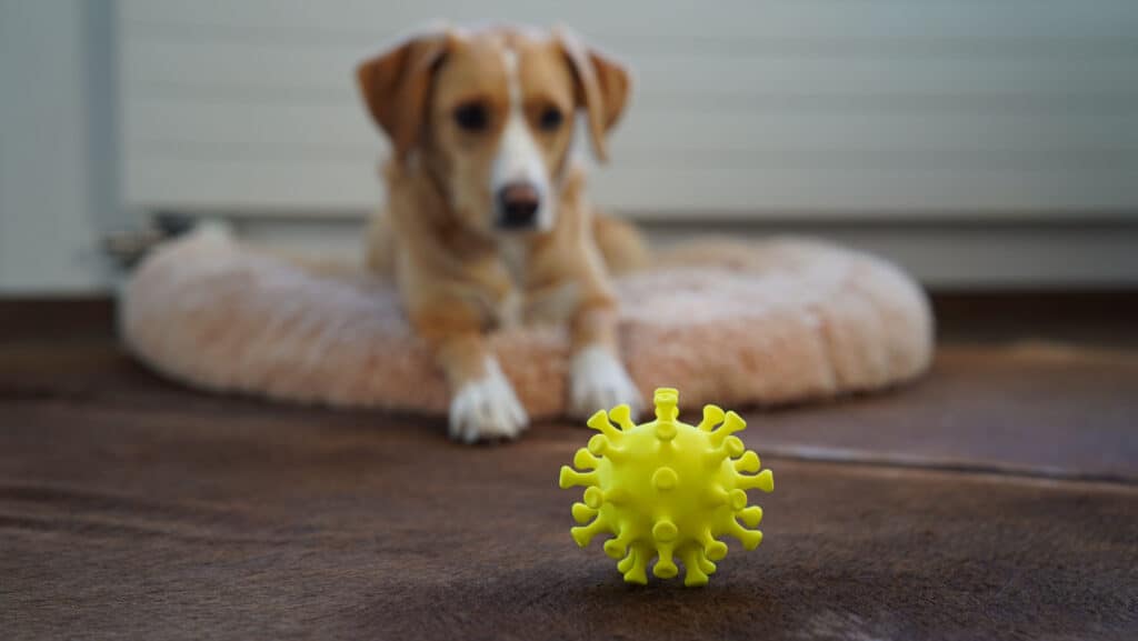 dog with corona toy